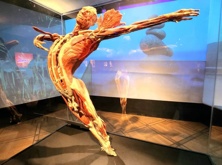 Ikona do artykułu: Klasa 3e na wystawie "Body Worlds"